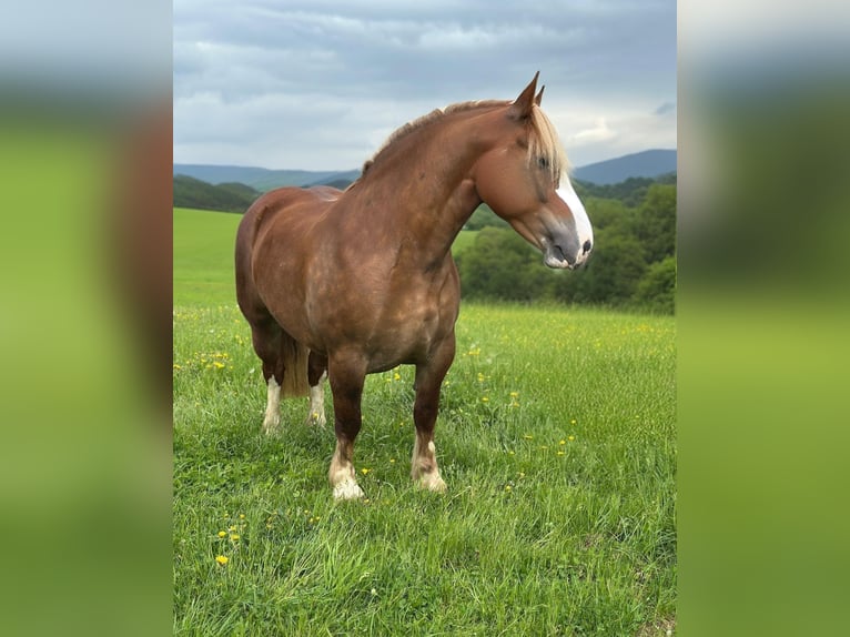 Breton Mare 4 years 15,2 hh Chestnut-Red in Altenahr