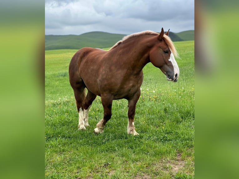 Breton Mare 4 years 15,2 hh Chestnut-Red in Altenahr