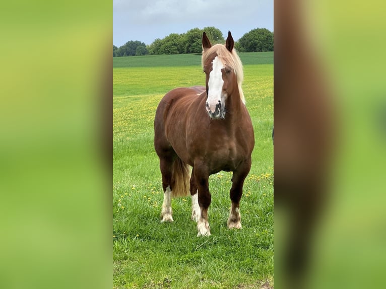 Breton Mare 4 years 15,2 hh Chestnut-Red in Altenahr
