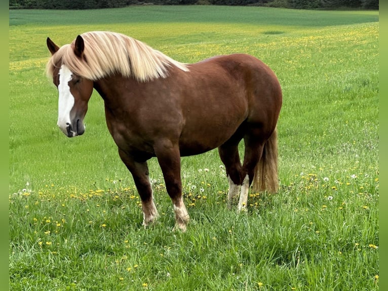 Breton Mare 4 years 15,2 hh Chestnut-Red in Altenahr