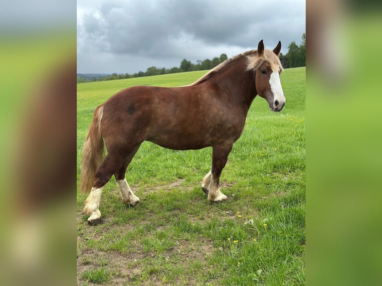 Breton Mare 4 years 15,2 hh Chestnut-Red in Altenahr