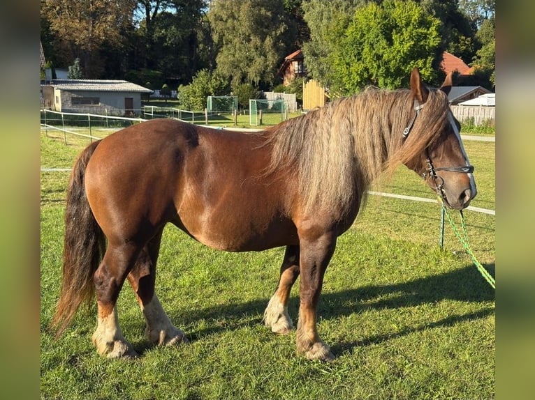 Breton Mare 6 years 16 hh Chestnut in Gro&#xDF; Plasten