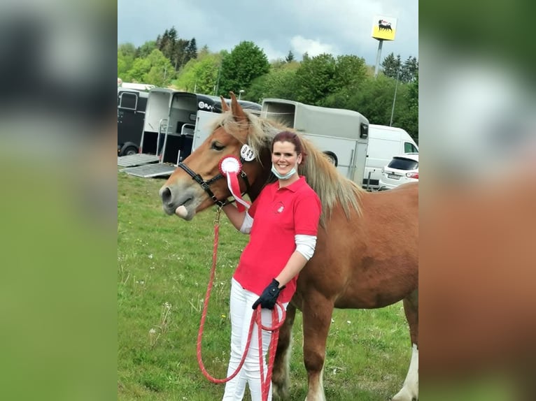 Breton Mare 7 years 16 hh Brown in Homberg (Efze)