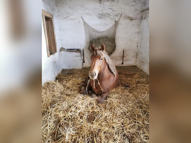 Breton Mare 7 years 16 hh Brown in Homberg (Efze)
