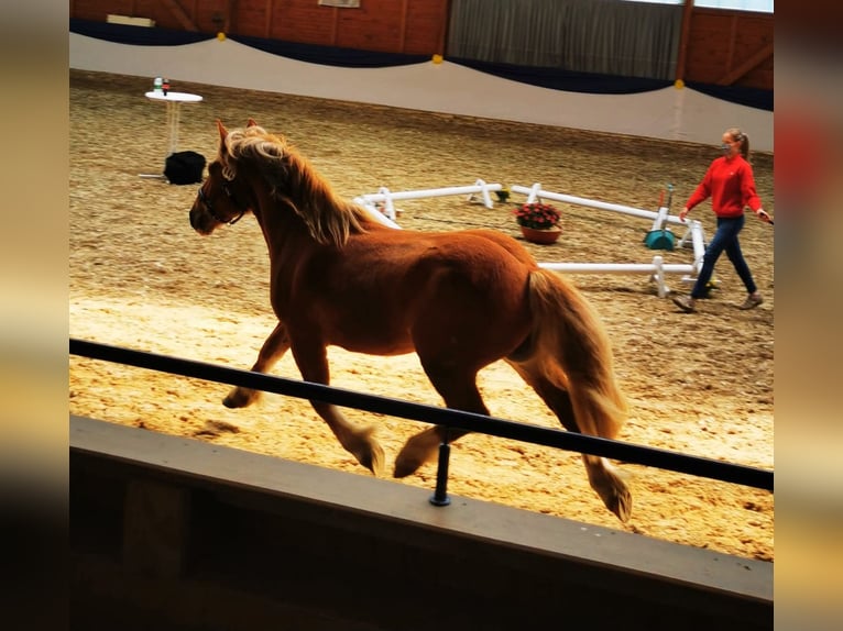 Breton Mare 7 years 16 hh Brown in Homberg (Efze)