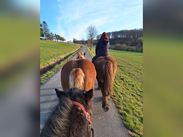 Breton Mare 7 years 16 hh Brown in Homberg (Efze)