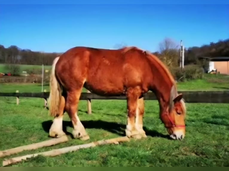 Breton Mare 7 years 16 hh Brown in Homberg (Efze)