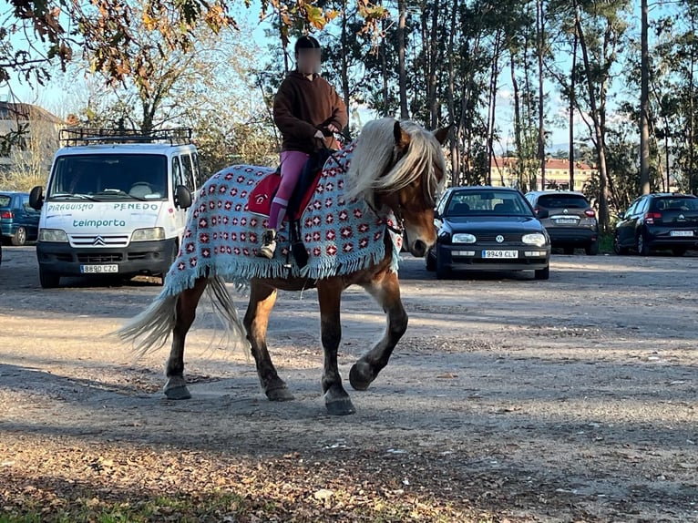 Breton Mare 7 years  in Tui (O Sagrario)