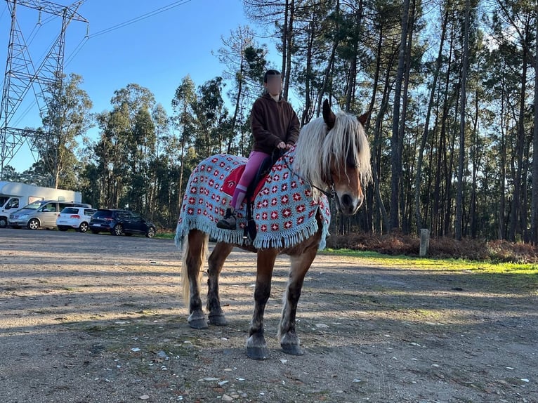 Breton Mare 7 years  in Tui (O Sagrario)