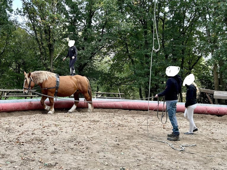 Breton Mare 9 years 15,3 hh Chestnut-Red in Genêts