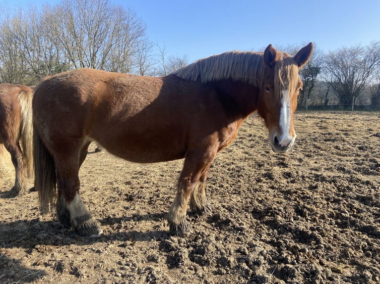 Breton Mare 9 years 15,3 hh Chestnut-Red in Genêts