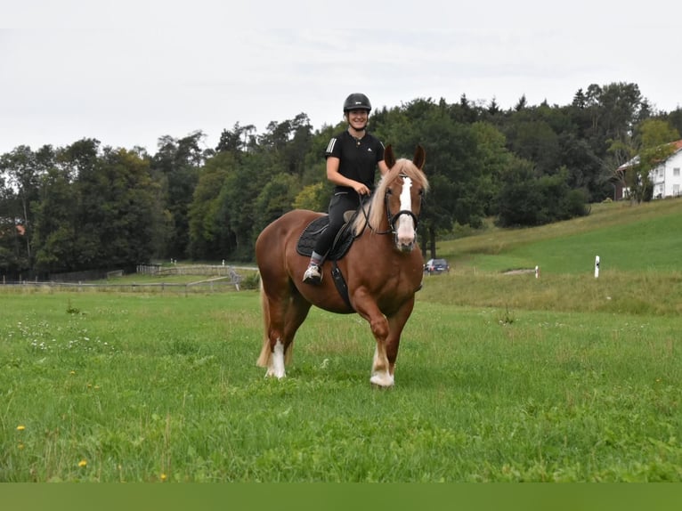 Breton Merrie 3 Jaar 159 cm Vos in Arnstorf