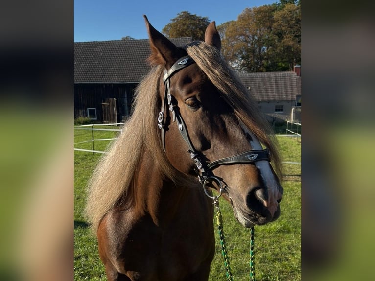 Breton Merrie 6 Jaar 165 cm Donkere-vos in Gro&#xDF; Plasten