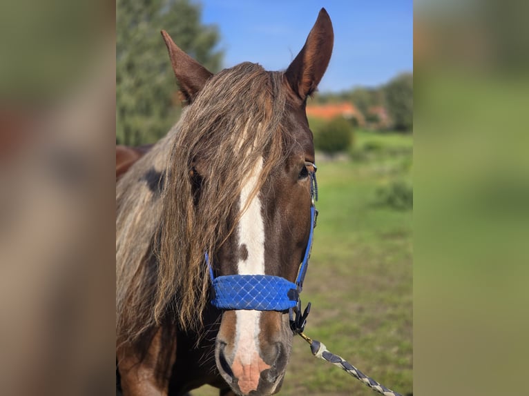 Breton Merrie 6 Jaar 165 cm Donkere-vos in Gro&#xDF; Plasten