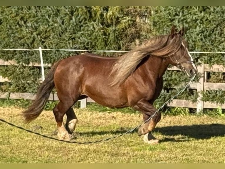 Breton Merrie 6 Jaar 165 cm Donkere-vos in Gro&#xDF; Plasten