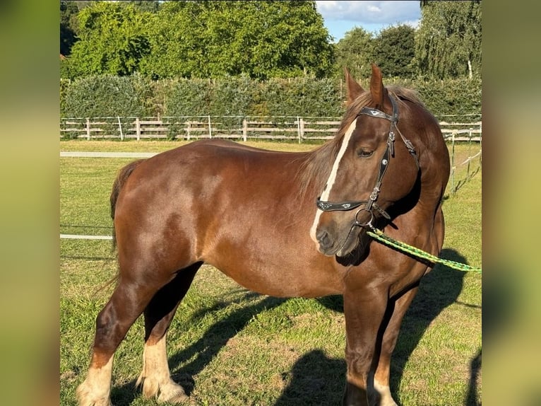 Breton Merrie 6 Jaar 165 cm Donkere-vos in Gro&#xDF; Plasten
