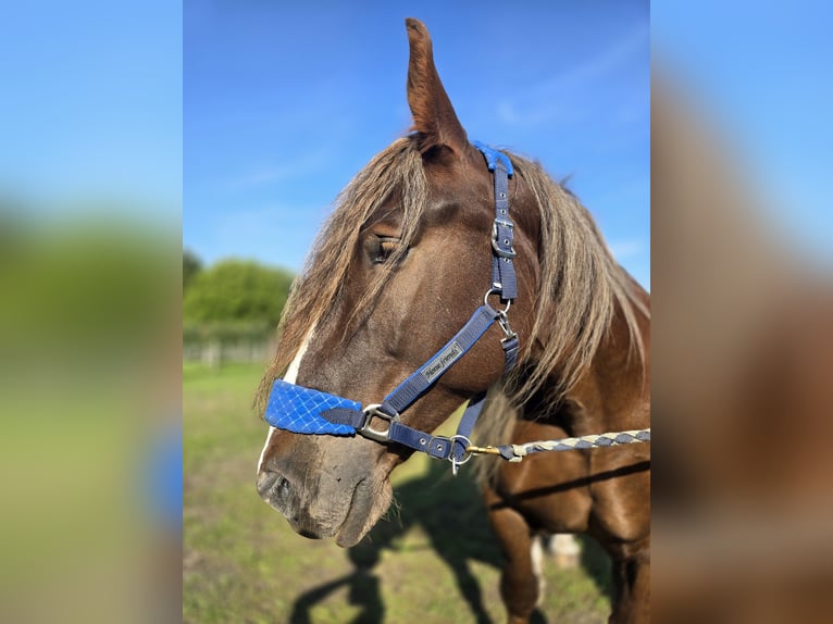 Breton Merrie 6 Jaar 165 cm Donkere-vos in Gro&#xDF; Plasten