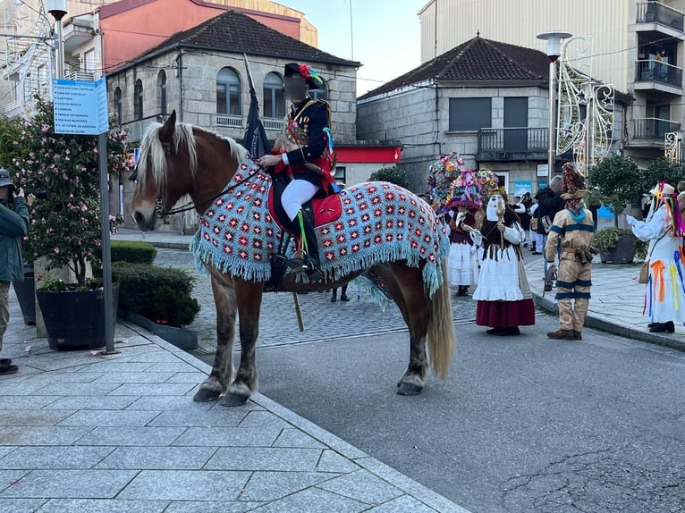 Breton Merrie 7 Jaar  in Tui (O Sagrario)