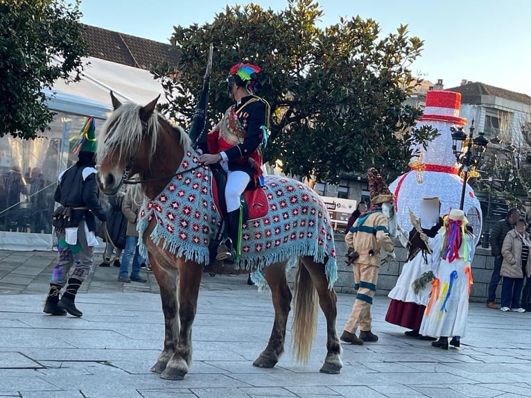 Breton Merrie 7 Jaar  in Tui (O Sagrario)