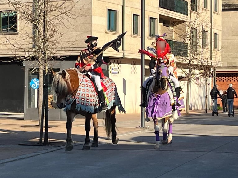 Breton Merrie 7 Jaar  in Tui (O Sagrario)