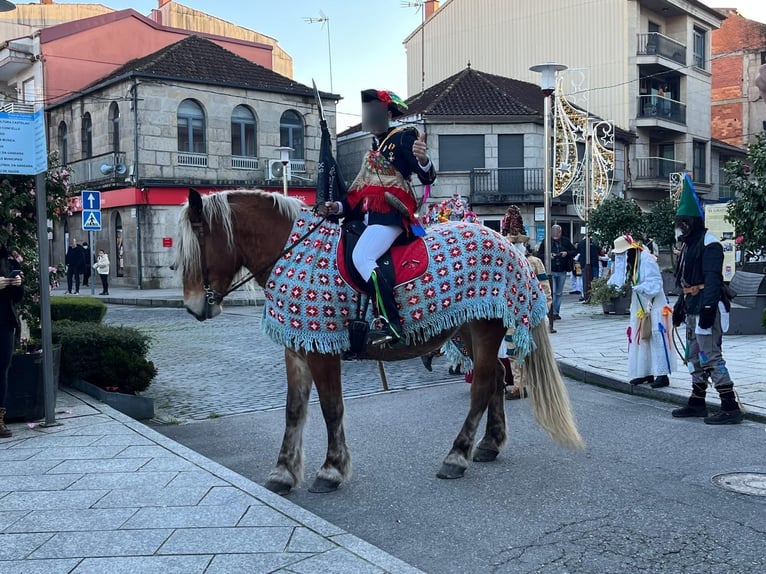 Breton Merrie 7 Jaar  in Tui (O Sagrario)