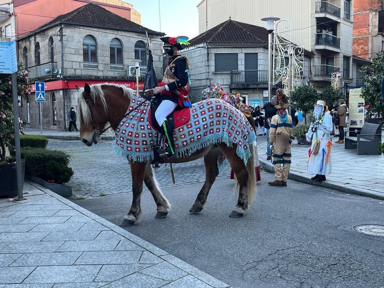 Breton Merrie 7 Jaar  in Tui (O Sagrario)