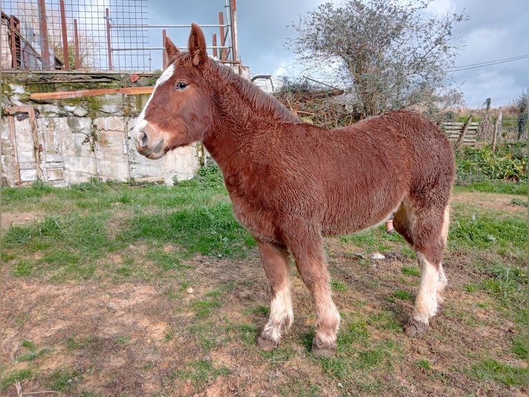 Bretón Semental 1 año 172 cm Alazán in Secadura