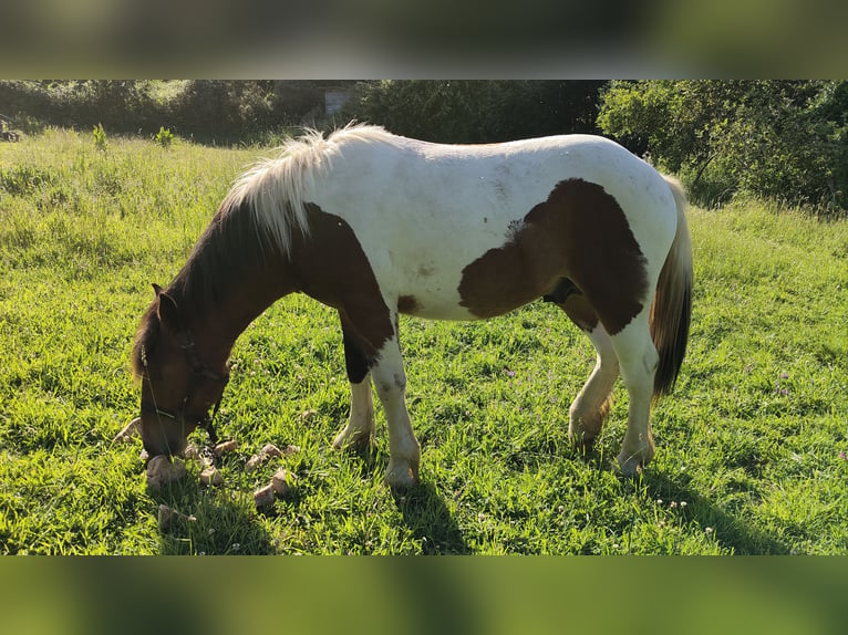 Bretón Mestizo Semental 1 año Tobiano-todas las-capas in Ferrol