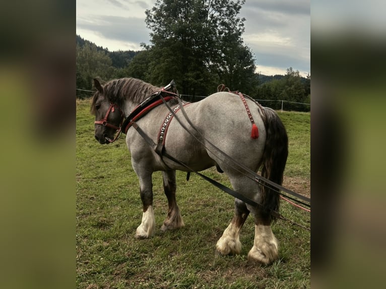 Bretón Semental 3 años 165 cm Ruano alazán in Sopotnia Wielka