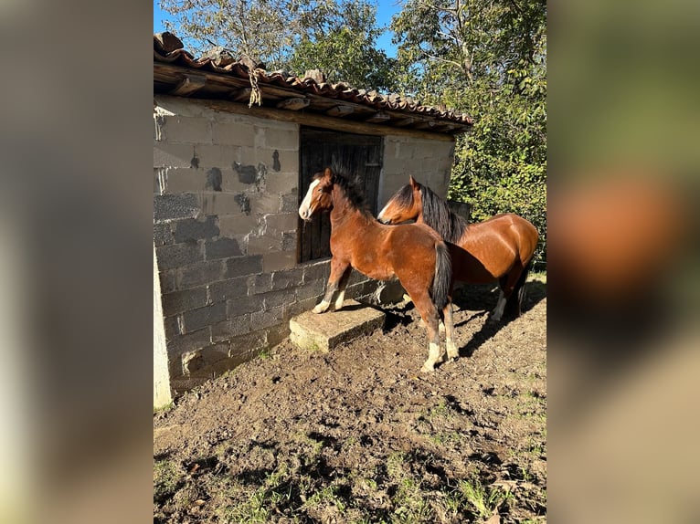 Bretón Mestizo Semental Potro (04/2024) Castaño rojizo in Pola De Laviana