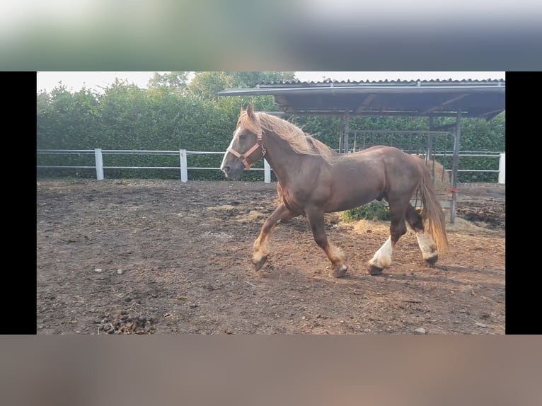 Breton Stallion 14 years 15,3 hh Chestnut-Red in Niederzier