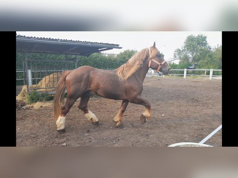 Breton Stallion 14 years 15,3 hh Chestnut-Red in Niederzier