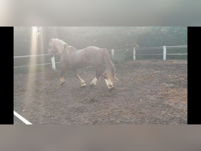 Breton Stallion 14 years 15,3 hh Chestnut-Red in Niederzier