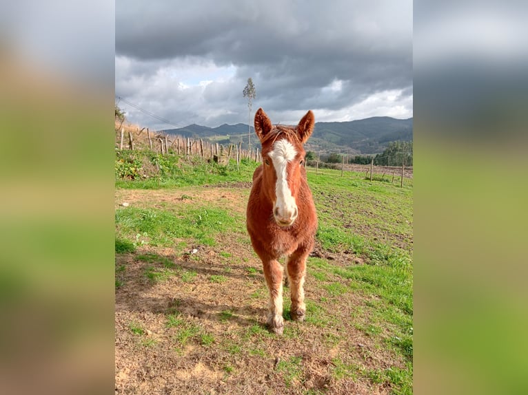 Breton Stallion 1 year 16.2 hh Chestnut-Red in Secadura