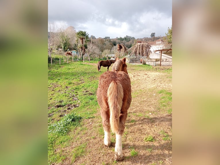 Breton Stallion 1 year 16,2 hh Chestnut-Red in Secadura