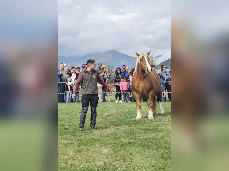 Breton Stallion 1 year 16,3 hh Chestnut-Red in Secadura