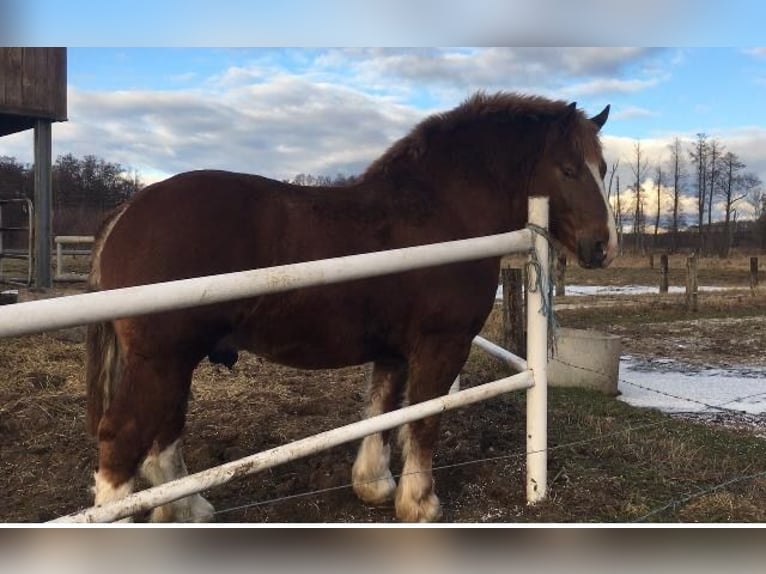 Breton Stallion 3 years 15,2 hh Chestnut-Red in M&#x142;awa