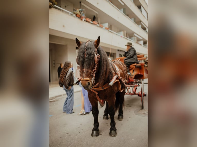 Breton Stallion 4 years  in Benicarlo
