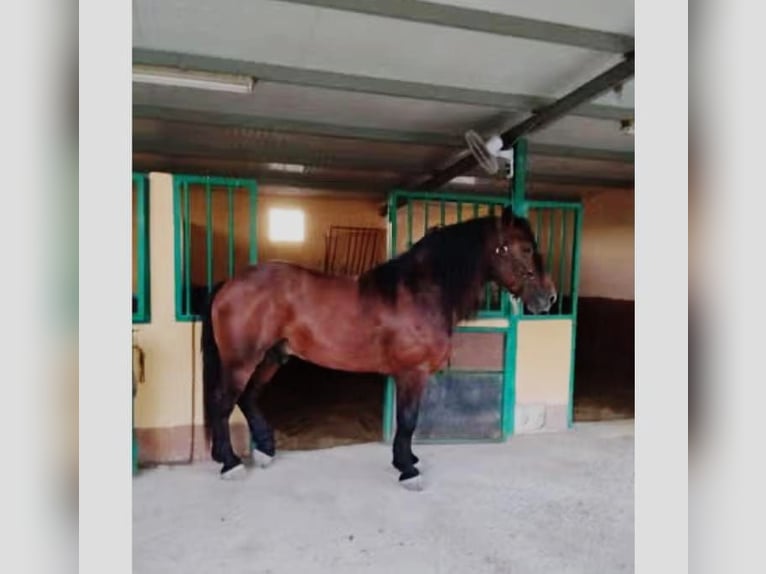 Breton Stallion 4 years  in Benicarlo