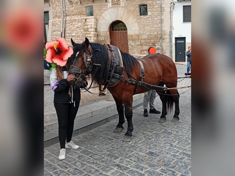Breton Stallion 4 years  in Benicarlo