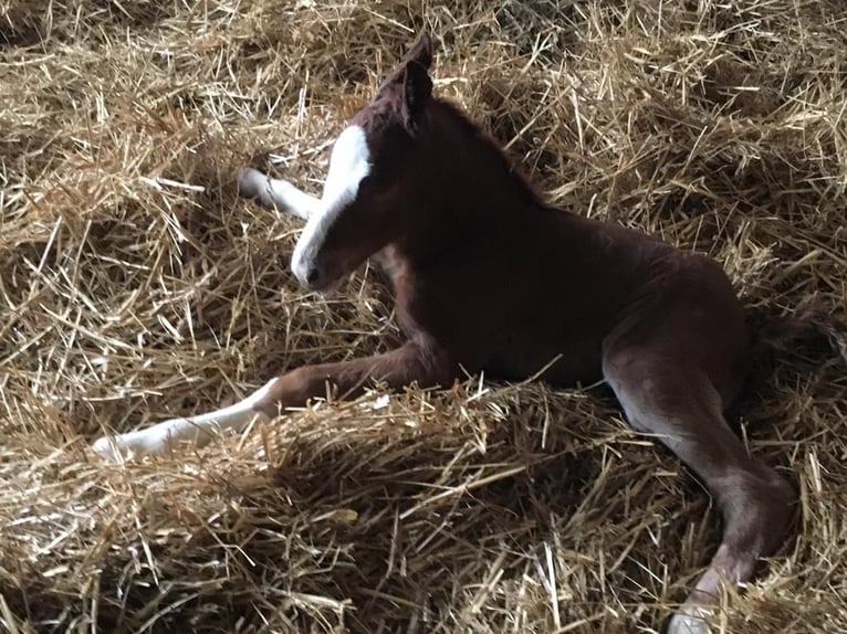 Breton Stallion 5 years 16 hh Chestnut in M&#x142;awa