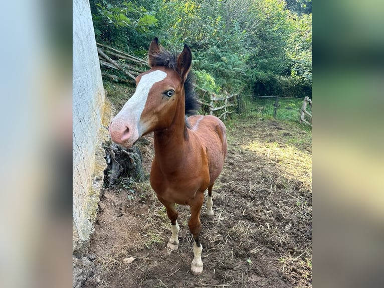 Breton Mix Stallion Foal (04/2024) Bay in Pola De Laviana