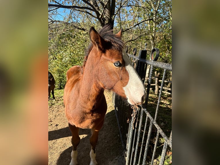 Breton Mix Stallion Foal (04/2024) Bay in Pola De Laviana