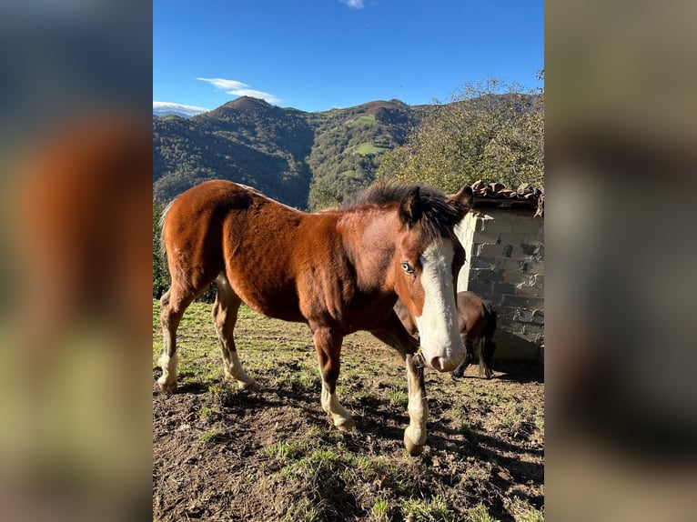 Breton Mix Stallion Foal (04/2024) Bay in Pola De Laviana