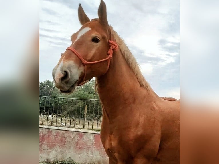 Bretone Mix Castrone 6 Anni 163 cm Sauro in Sevilla
