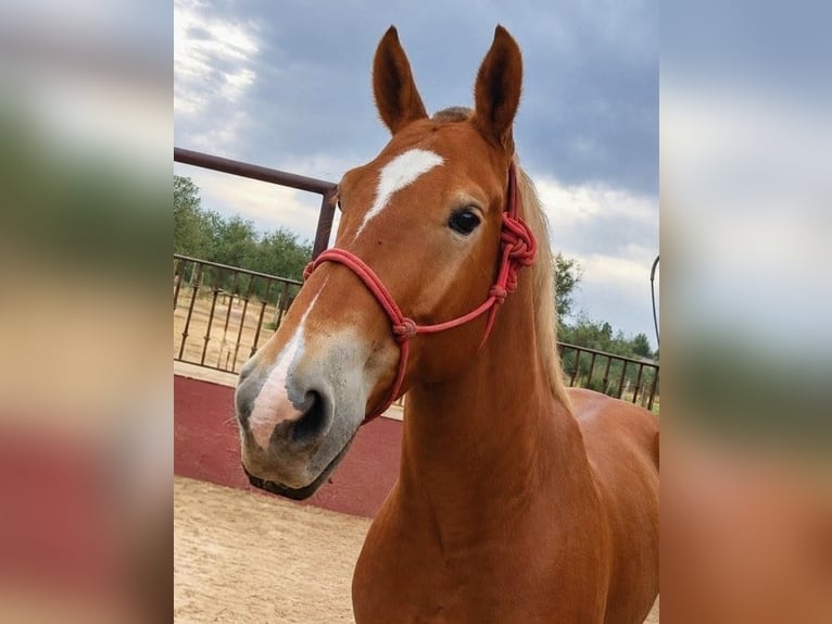 Bretone Mix Castrone 6 Anni 163 cm Sauro in Sevilla