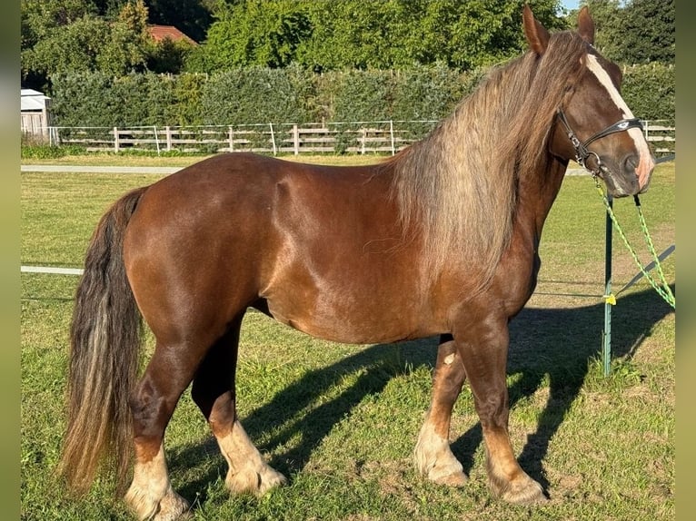 Bretone Giumenta 6 Anni 165 cm Sauro scuro in Gro&#xDF; Plasten