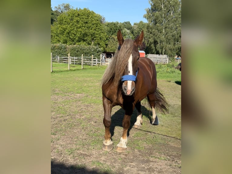 Bretone Giumenta 6 Anni 165 cm Sauro scuro in Gro&#xDF; Plasten