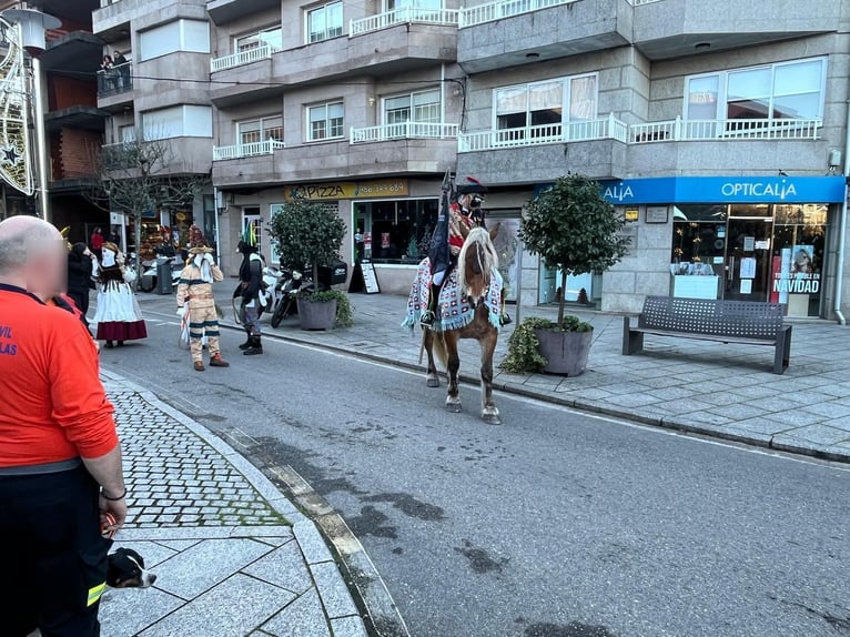 Bretone Giumenta 7 Anni  in Tui (O Sagrario)