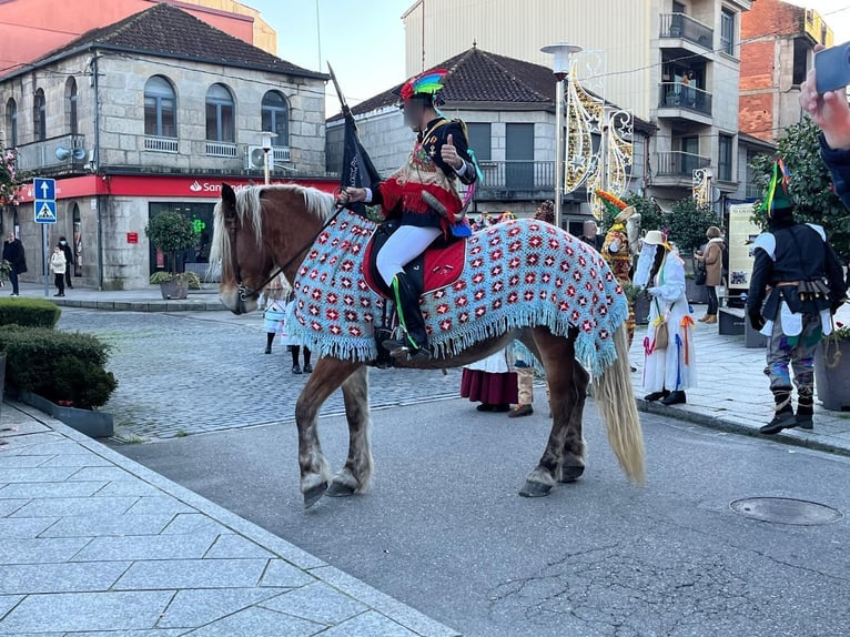 Bretone Giumenta 7 Anni  in Tui (O Sagrario)